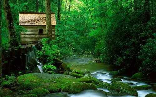 nature-wallpaper-green-forest-700x438